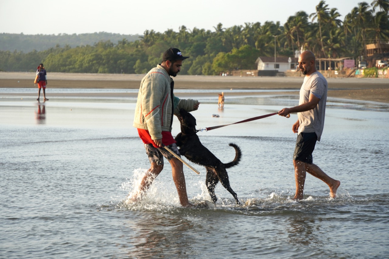 Security Dog Services - Photo 10